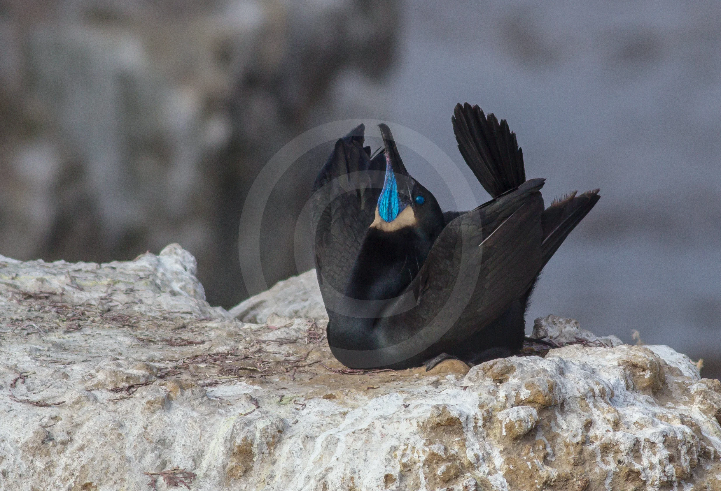 Brandt's Cormorant (Breeding)