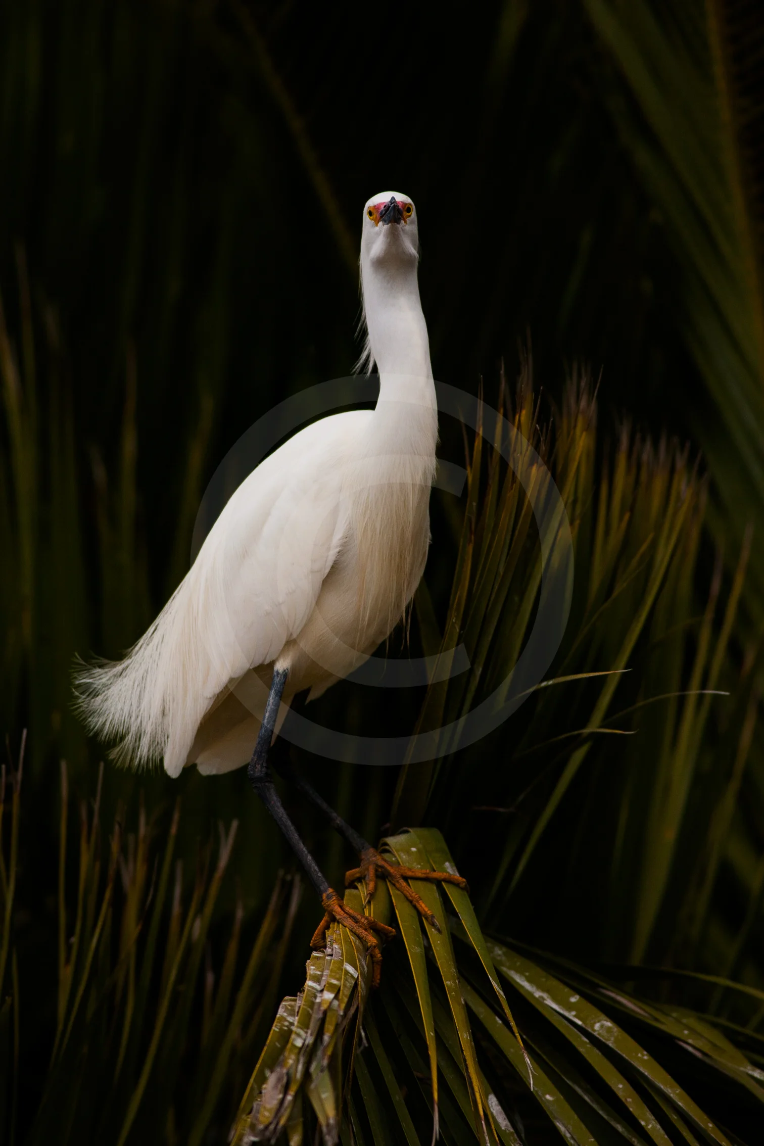 Snowy Egret (Breeding)