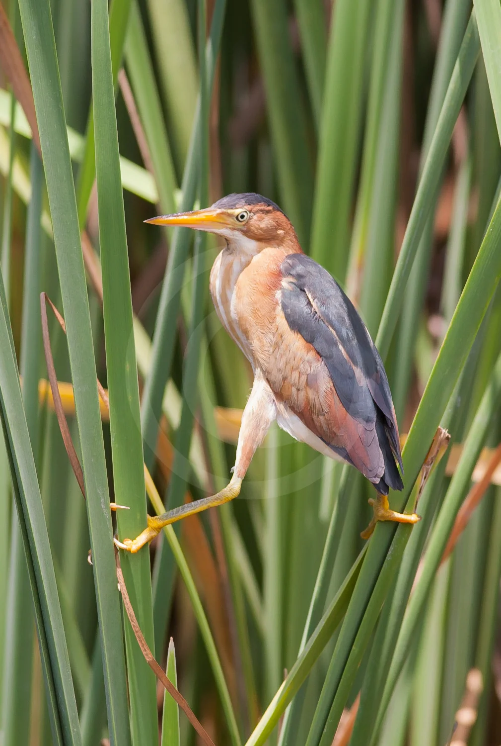 Least Bittern