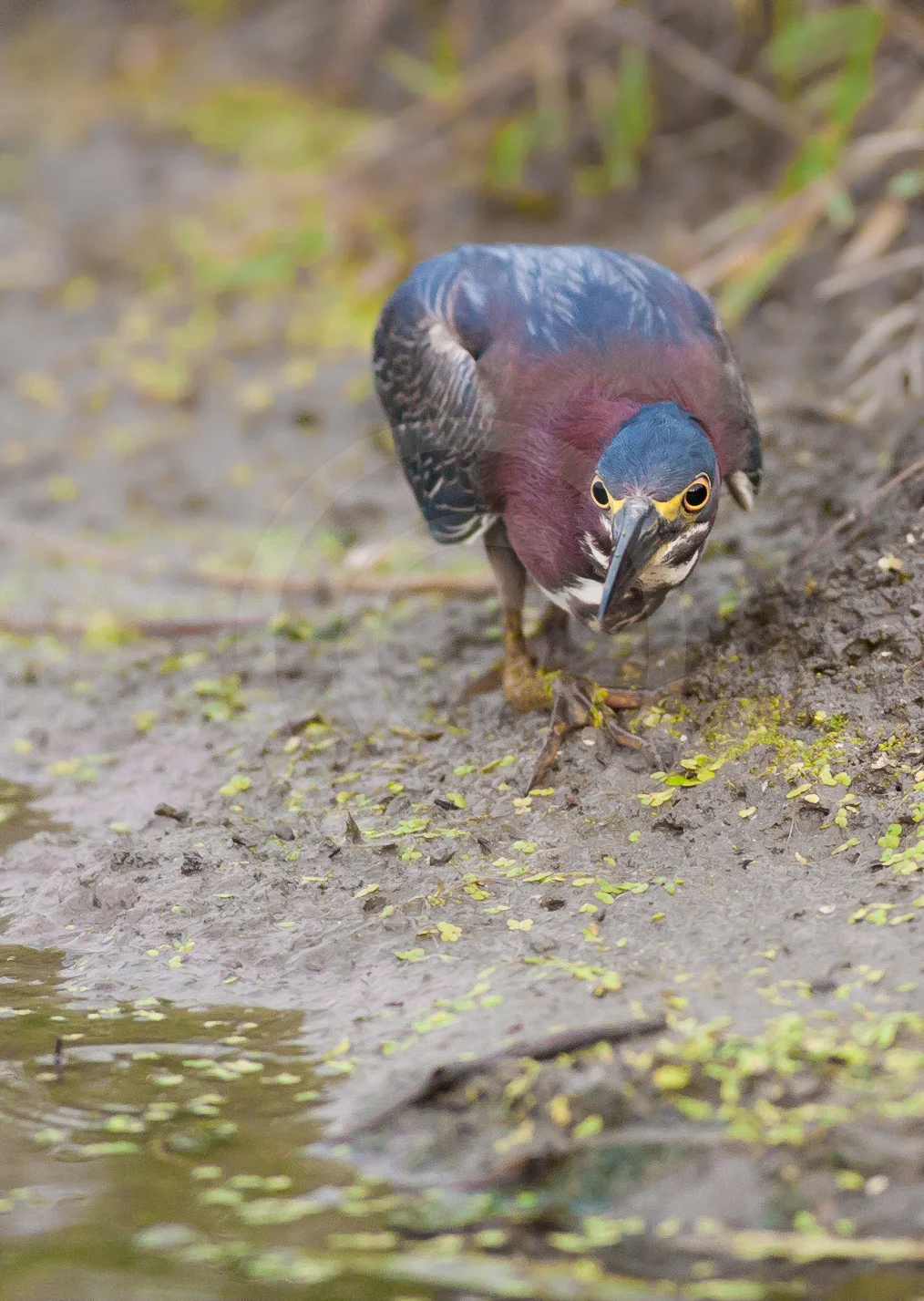 Green Heron