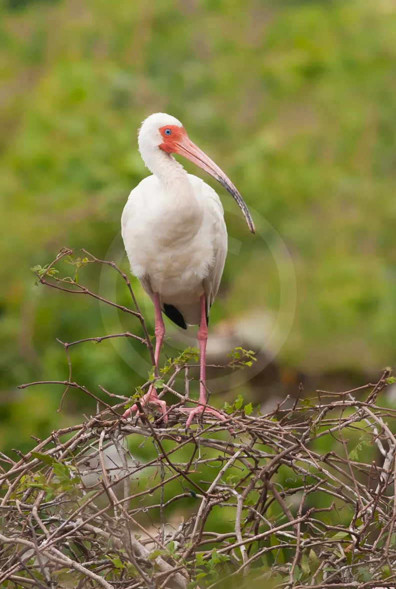 White Ibis (Breeding)