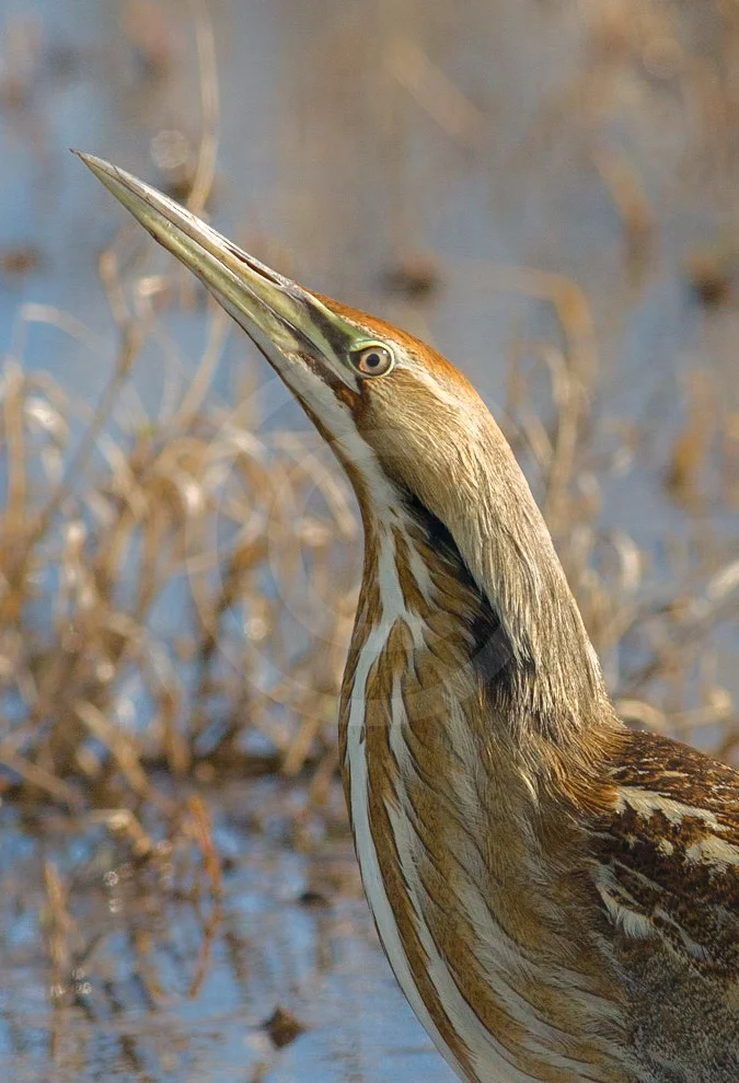 American Bittern