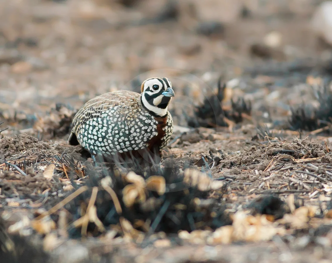 Montezuma Quail