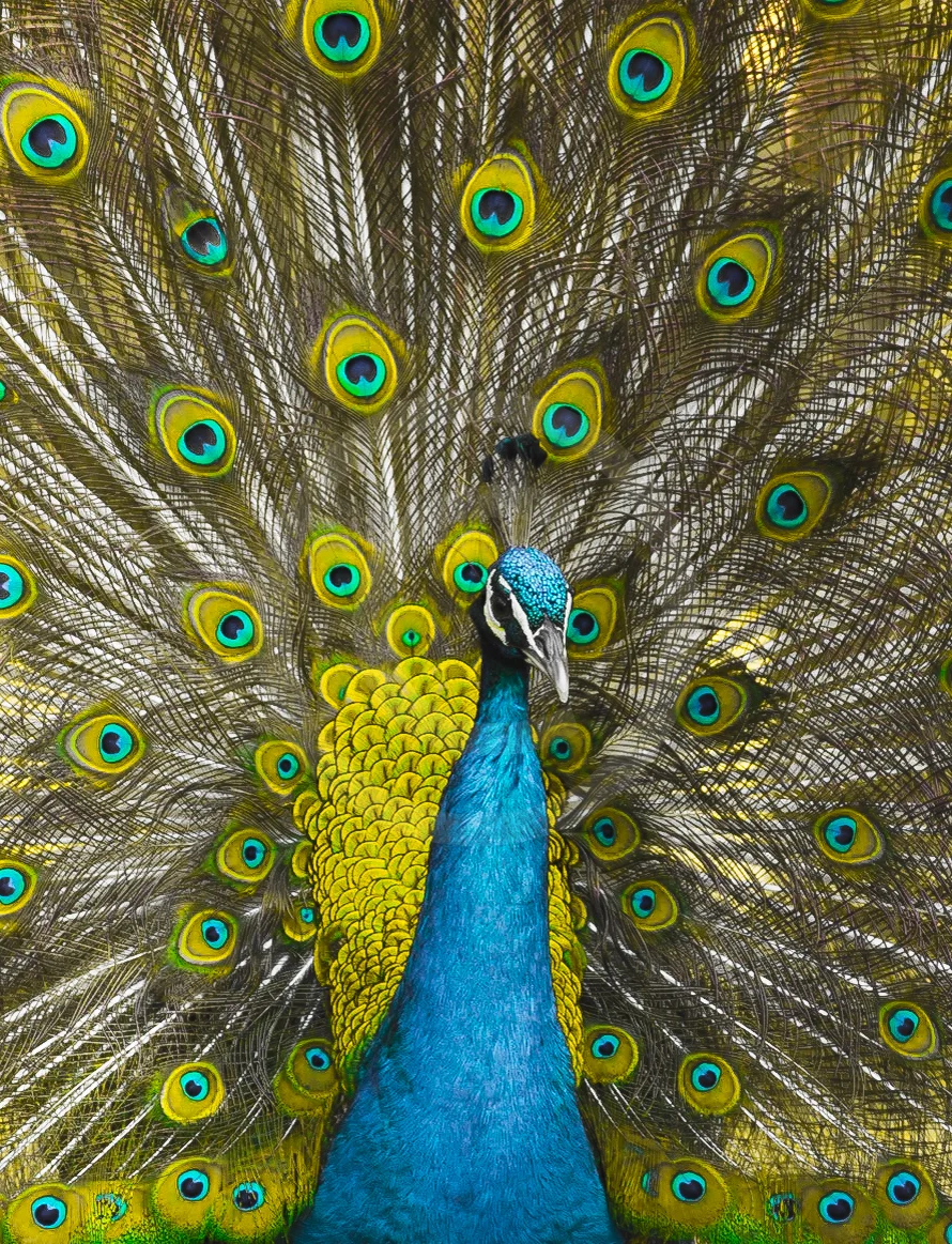 Indian Peafowl (C)