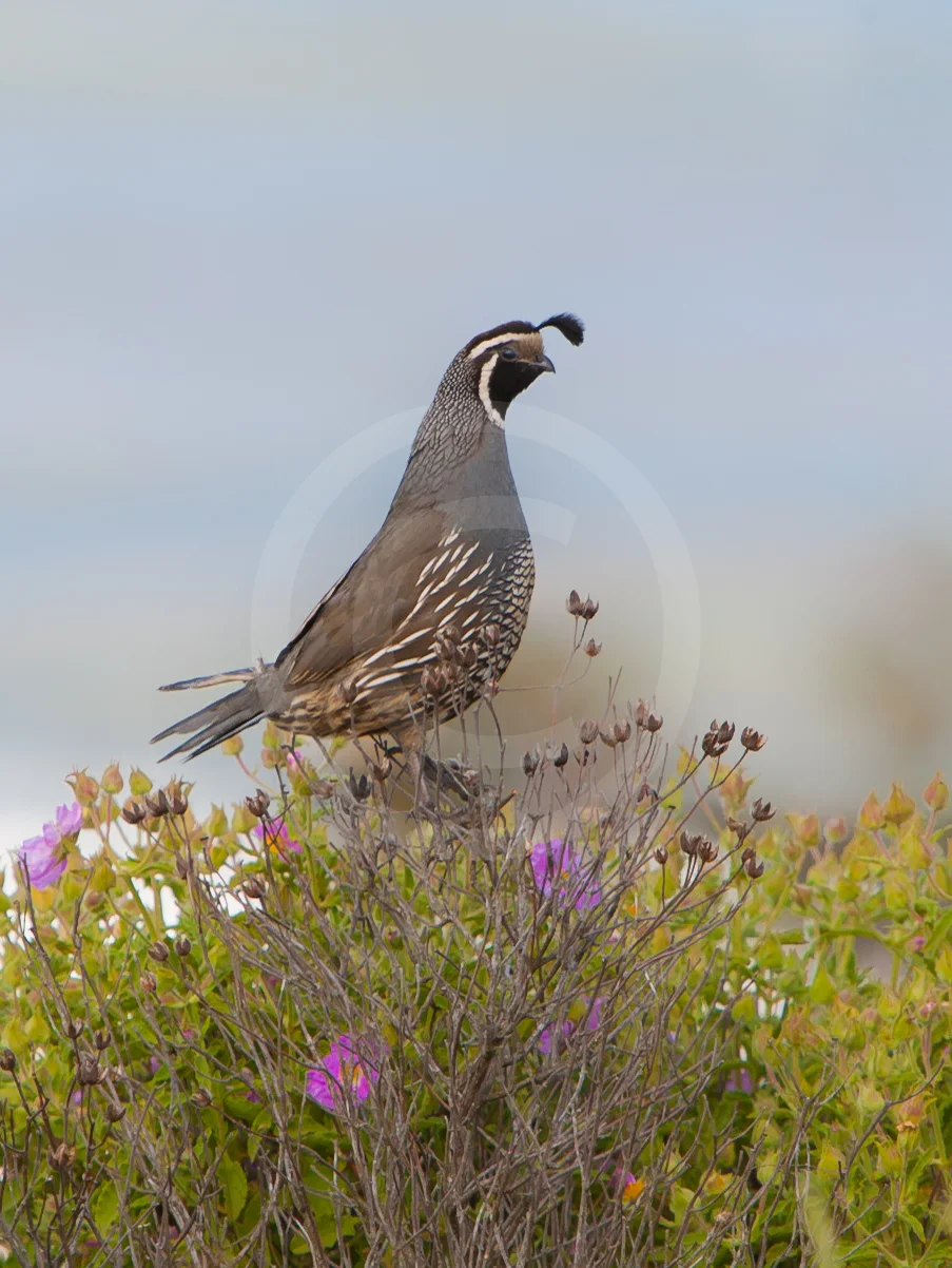 California Quail
