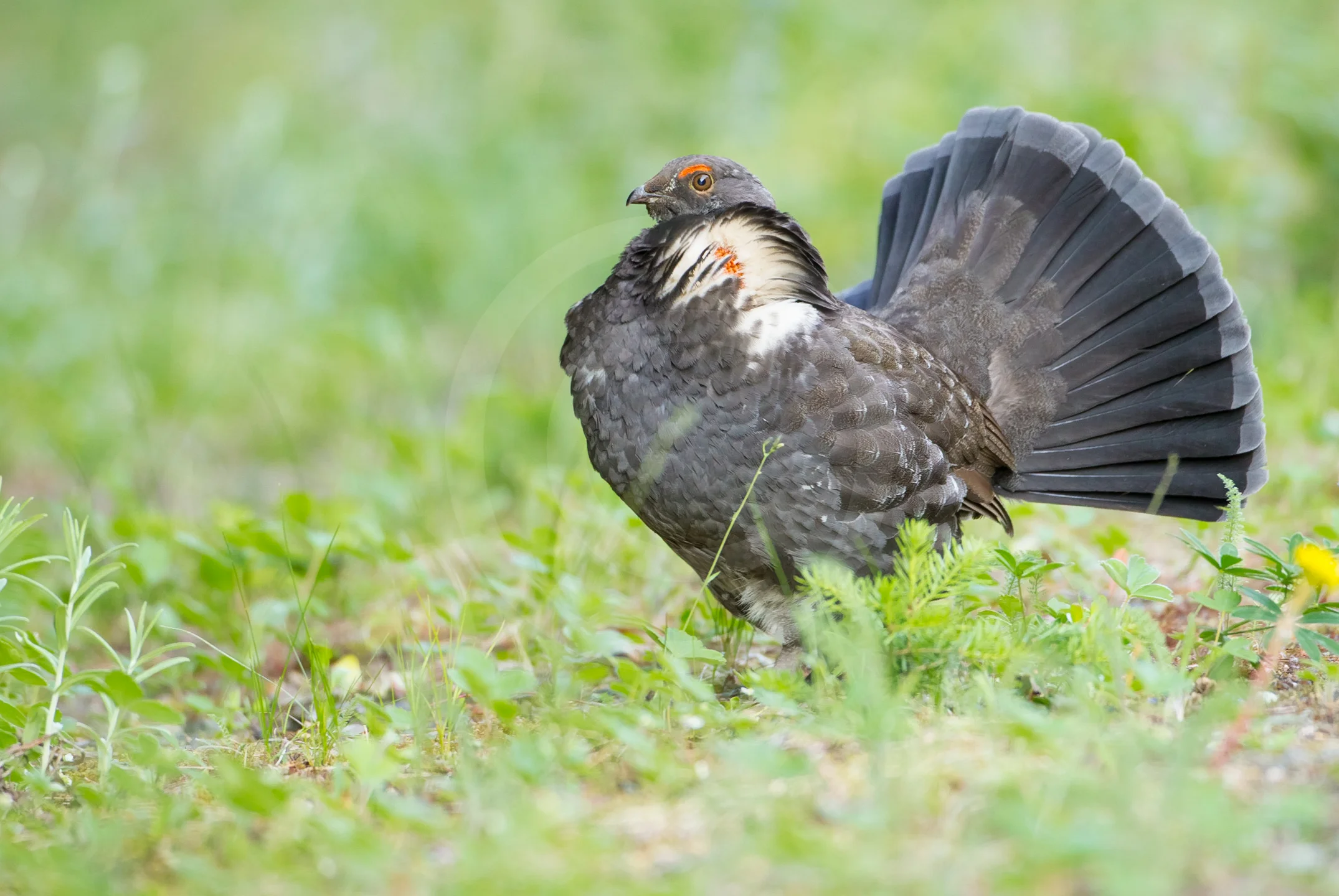 Sooty Grouse