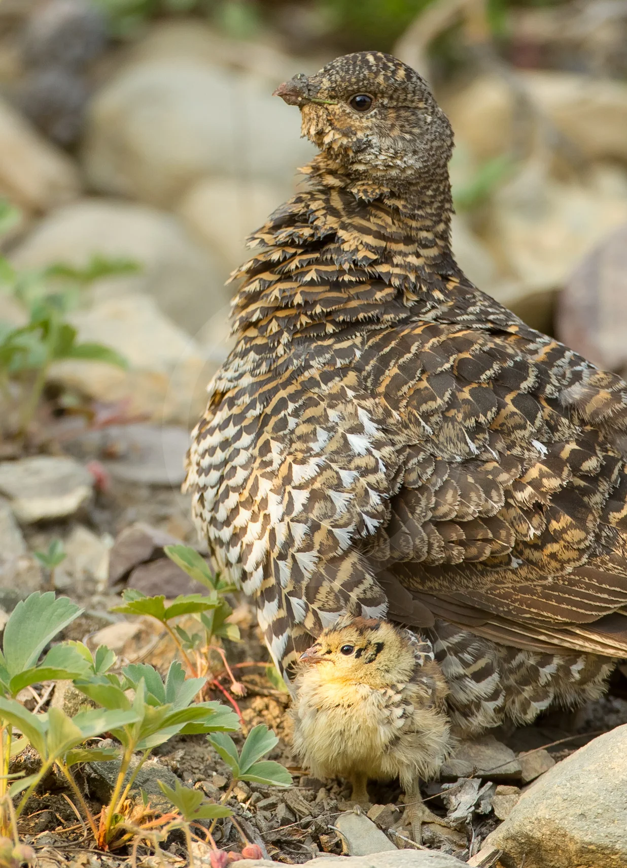 Spruce Grouse