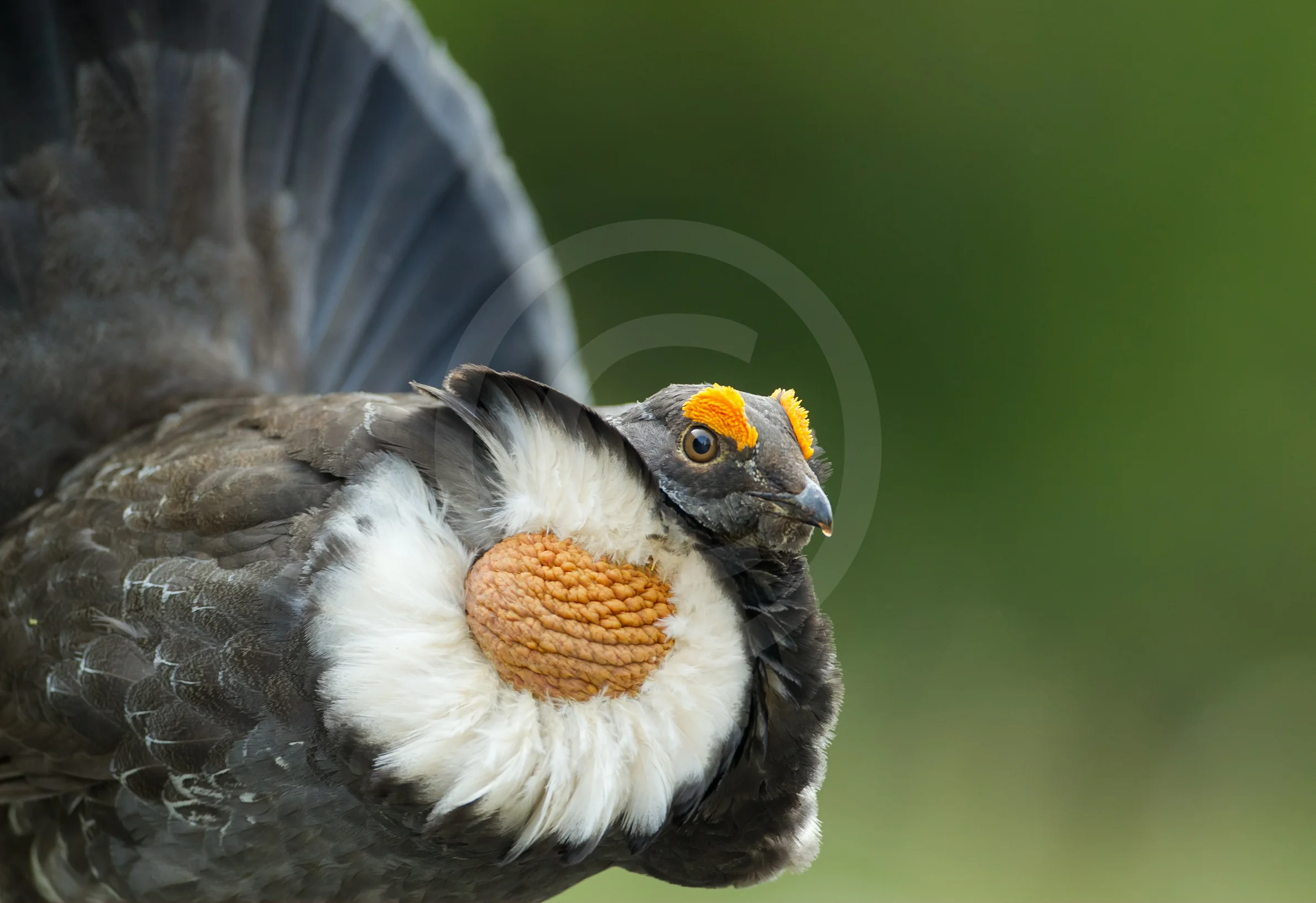 Sooty Grouse
