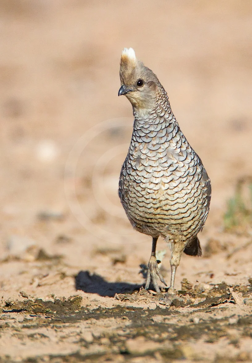 Scaled Quail