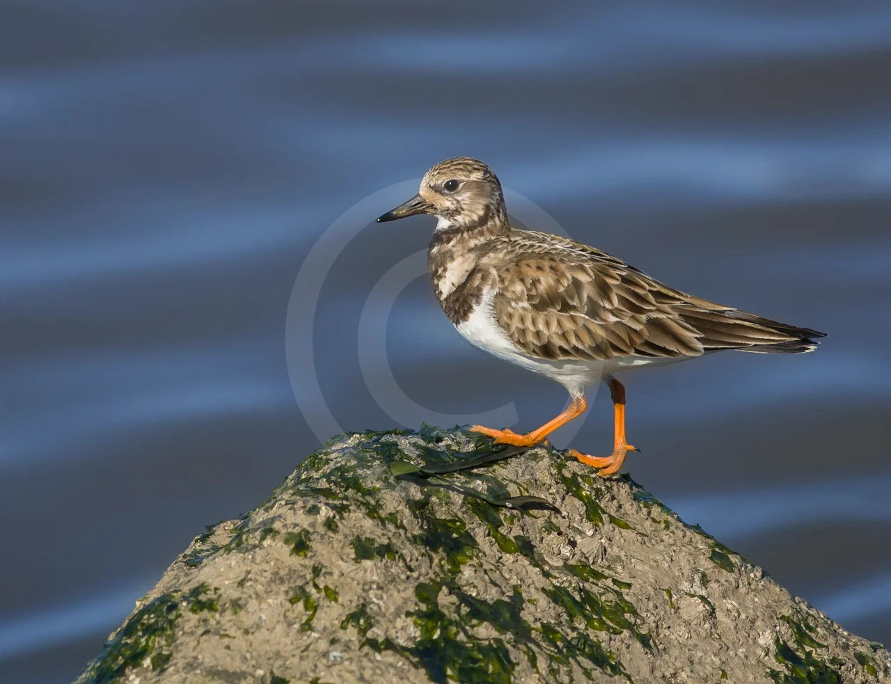 Ruddy Turnstone
