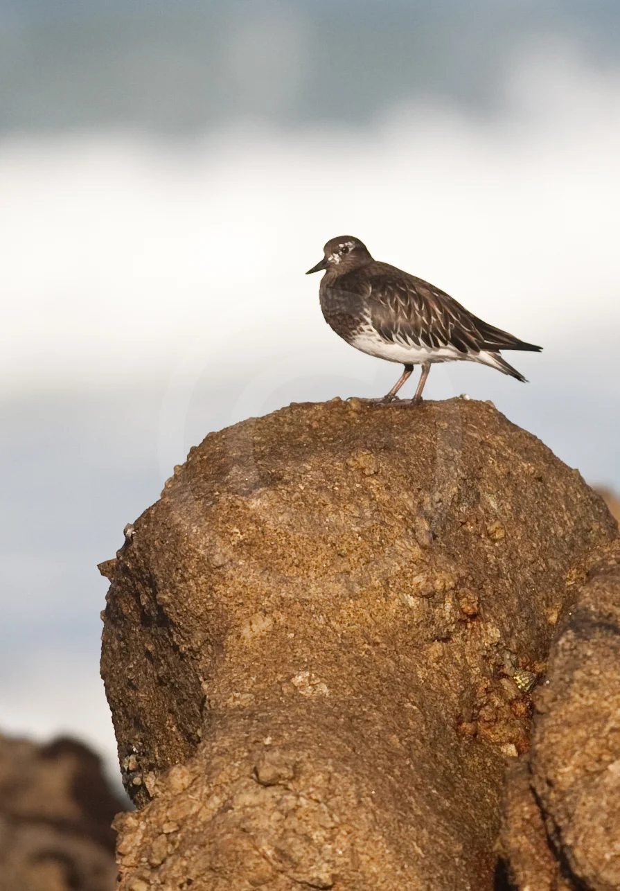 Black Turnstone