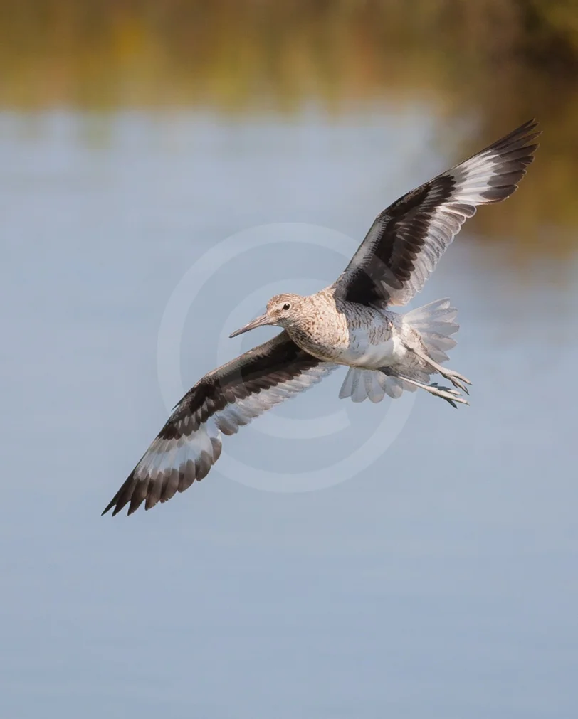 Willet