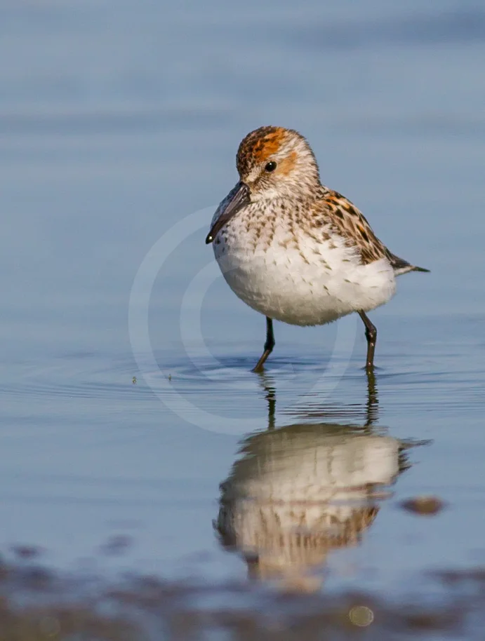 Western Sandpiper