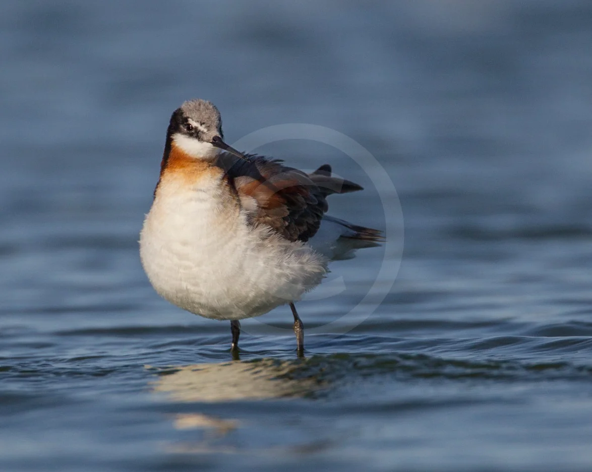 Wilson's Phalarope