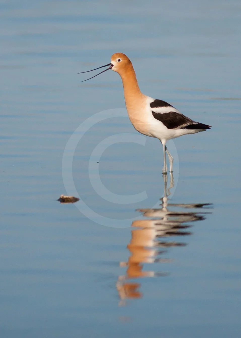 American Avocet