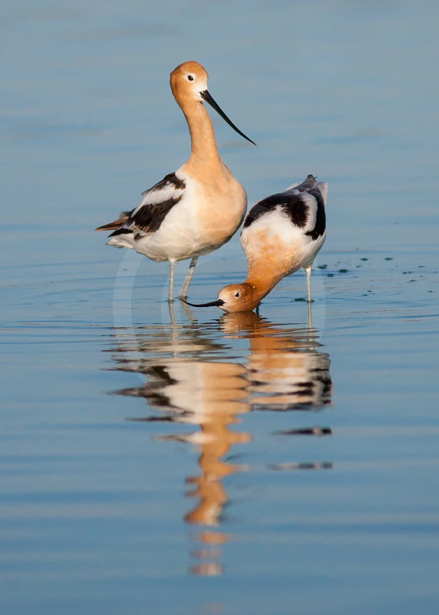 American Avocet