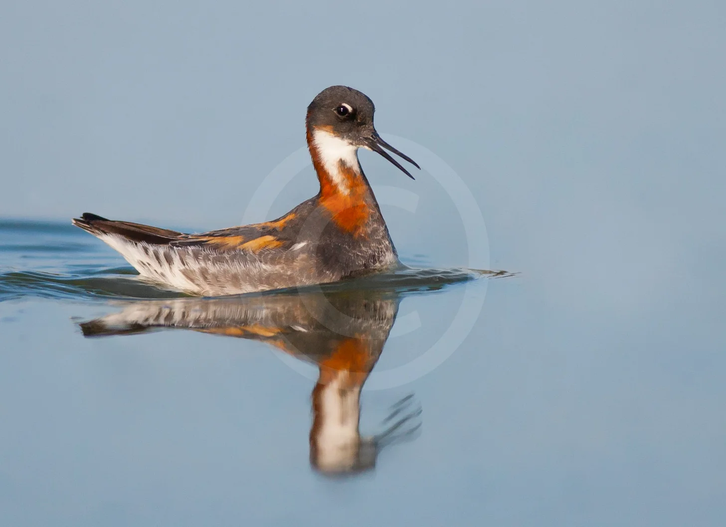 Red-necked Phalarope