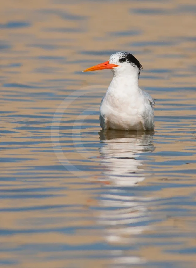 Elegant Tern