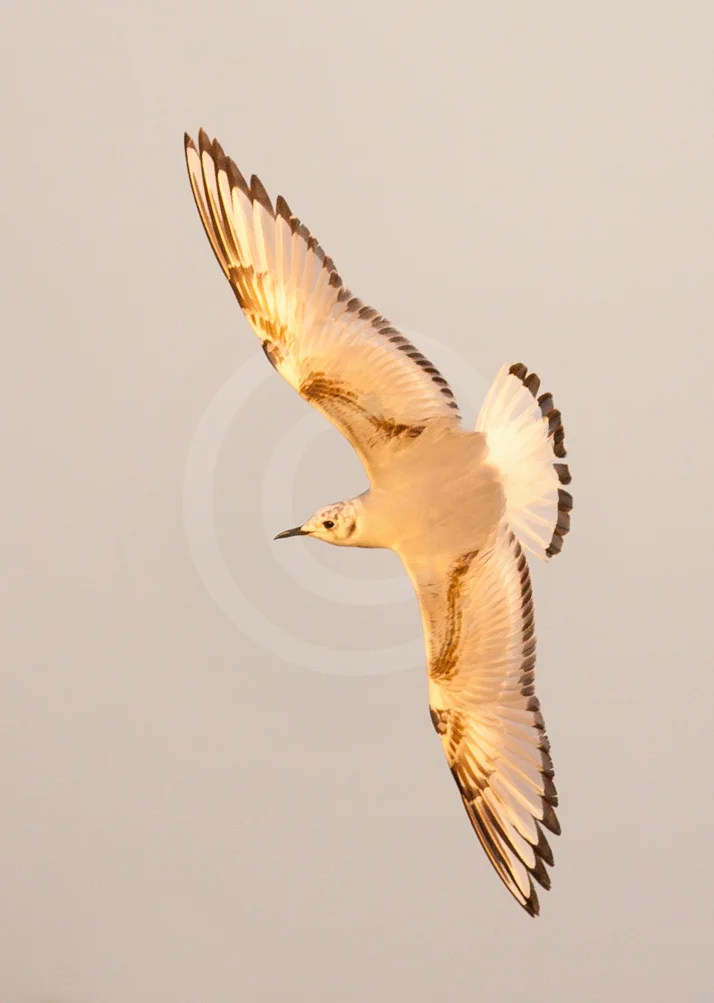 Bonaparte's Gull