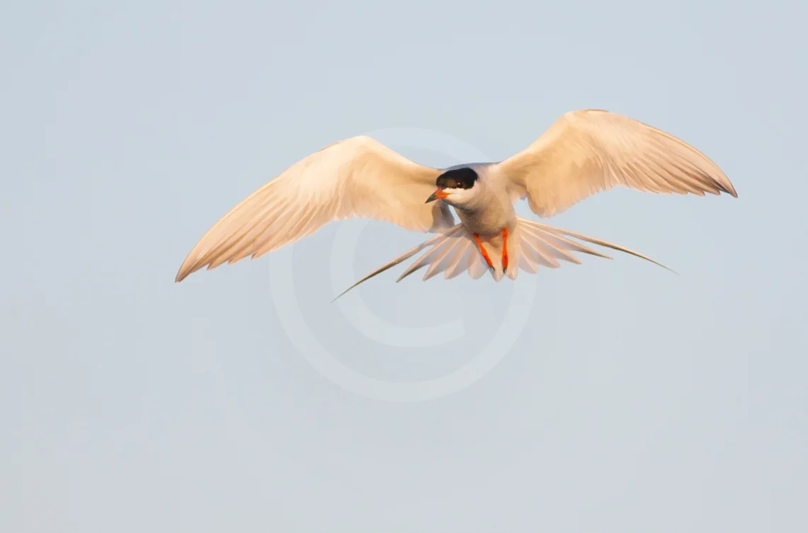 Forster's Tern