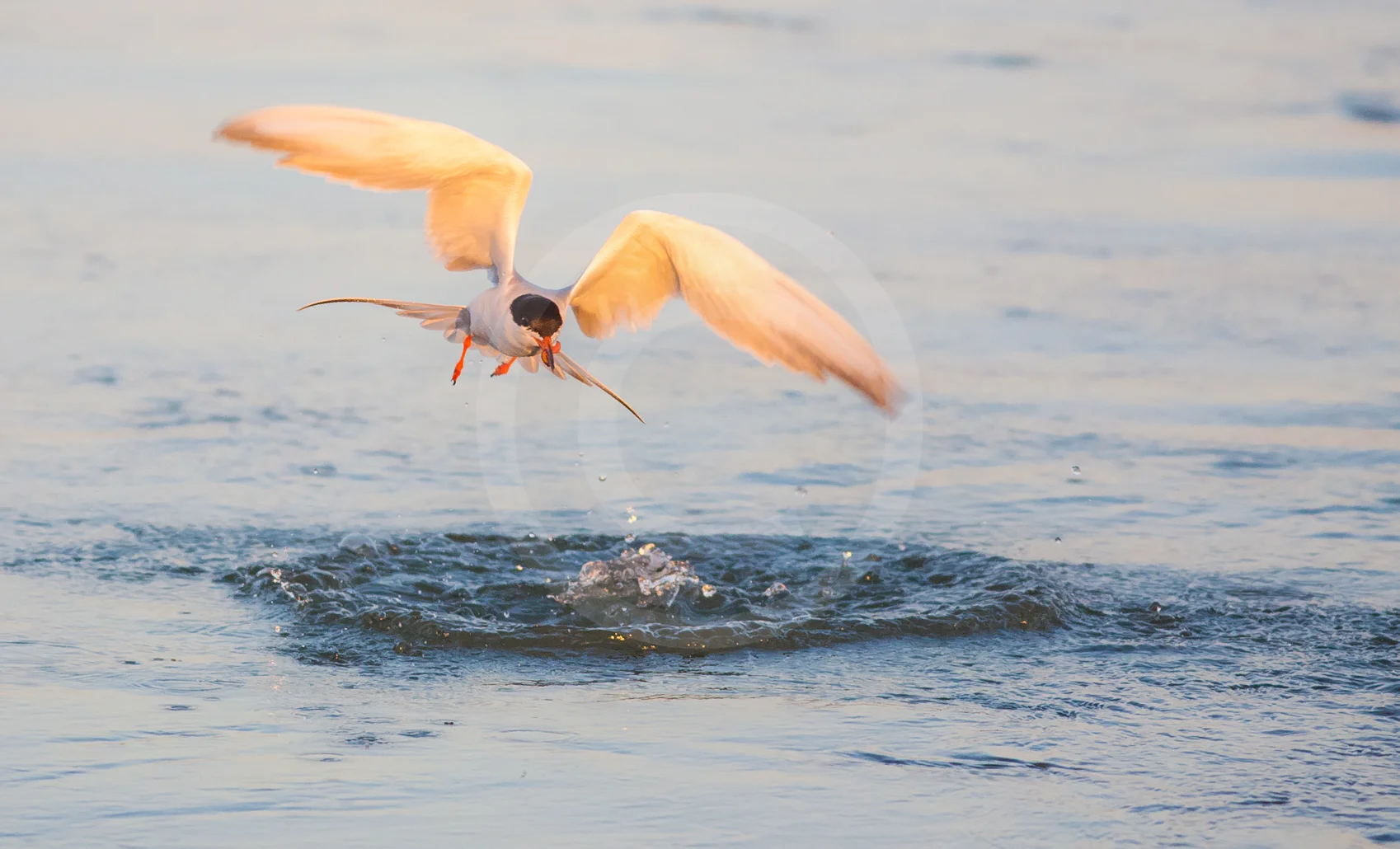 Forster's Tern