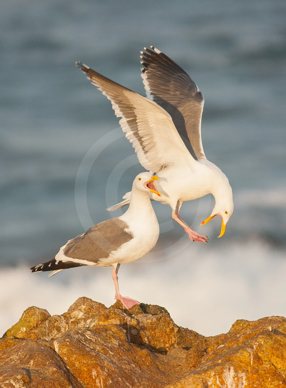 Western Gull