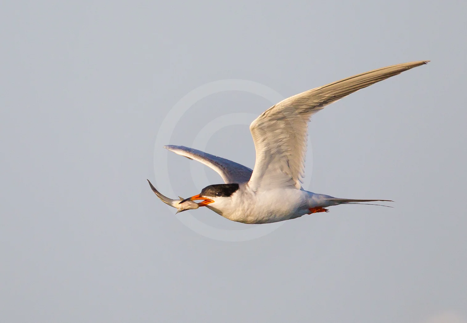 Forster's Tern