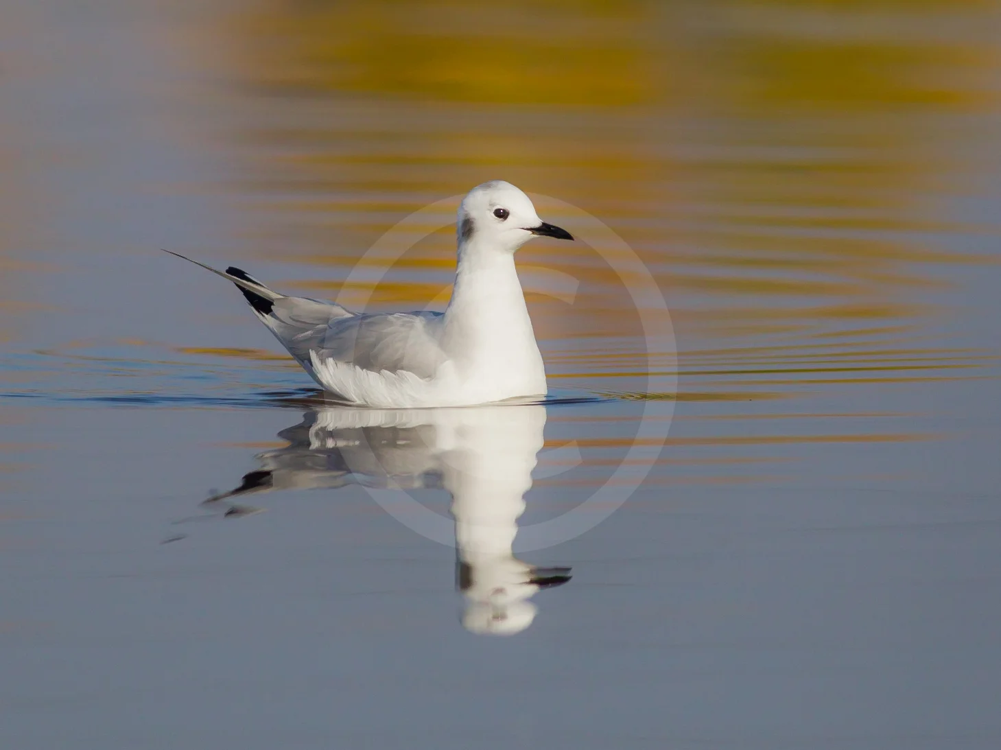 Bonaparte's Gull