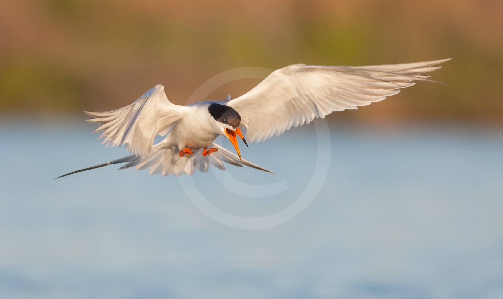 Forster's Tern