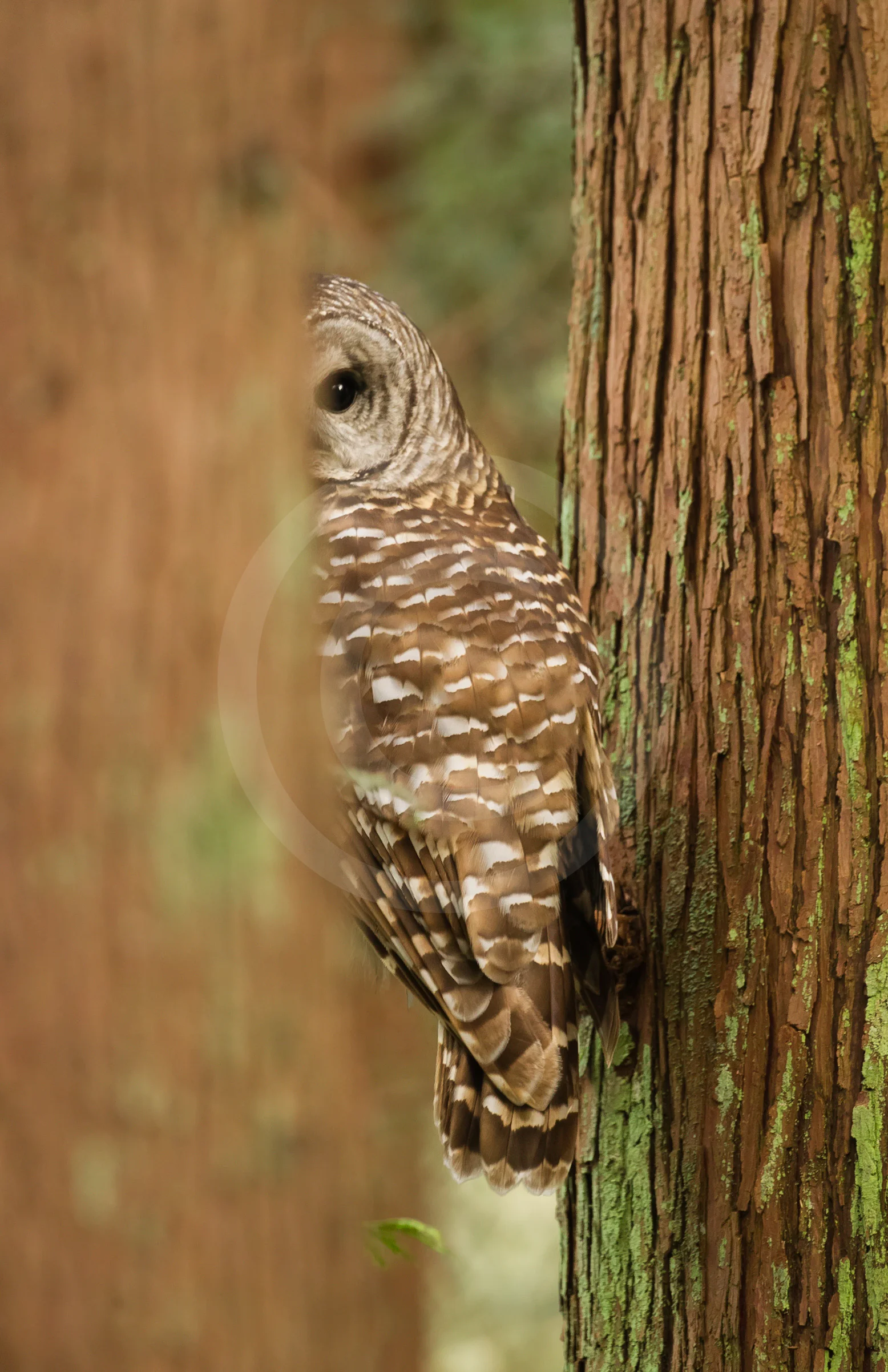 Barred Owl