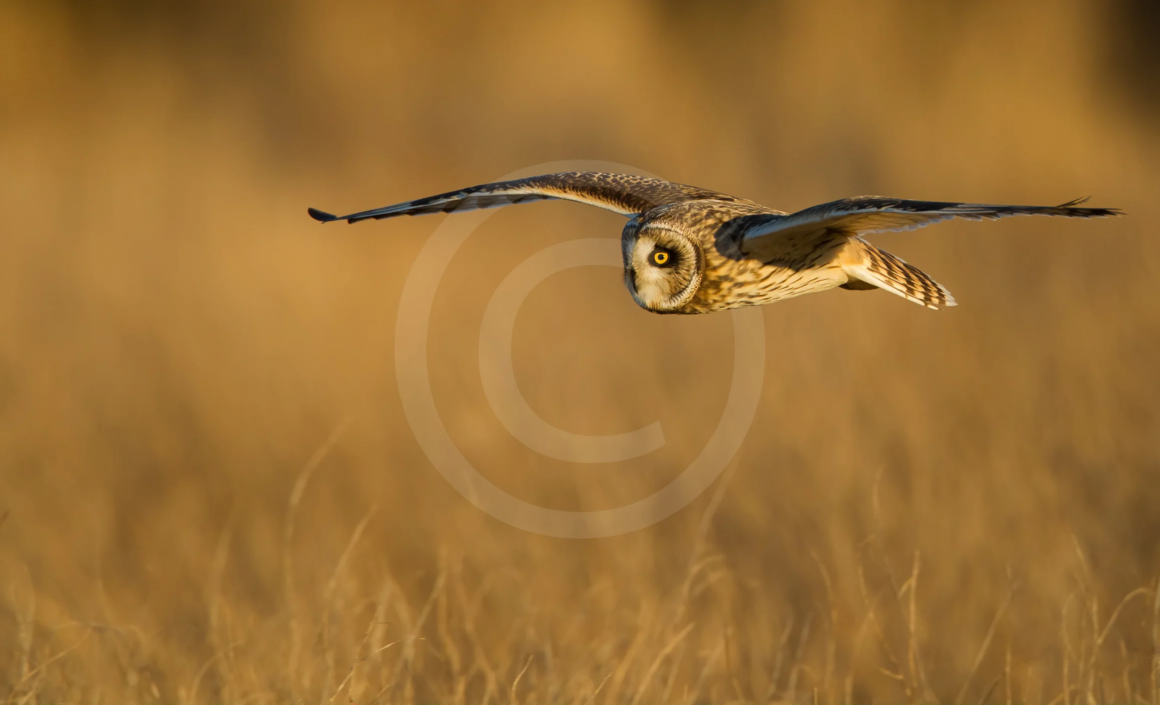 Short-eared Owl