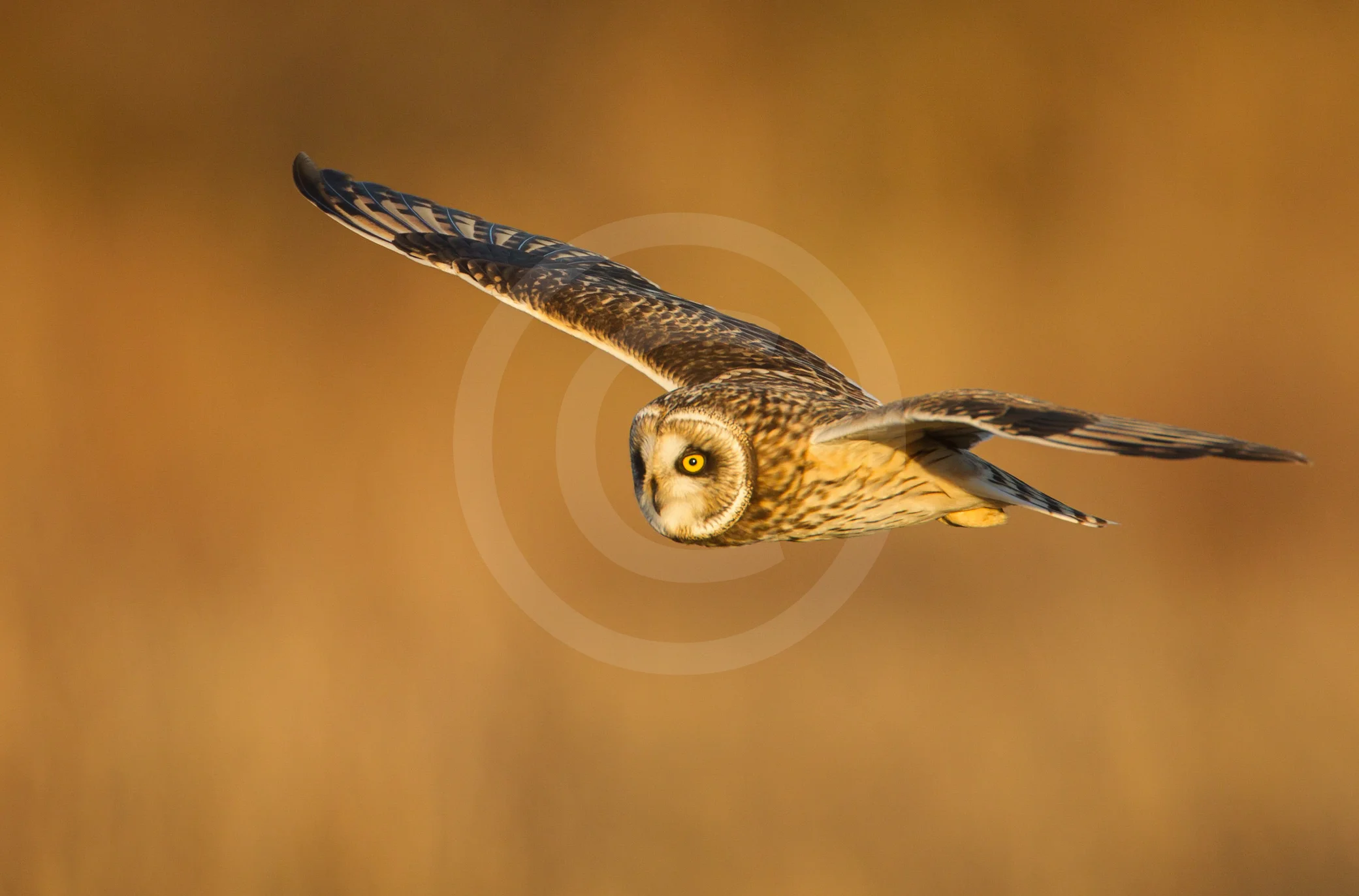 Short-eared Owl