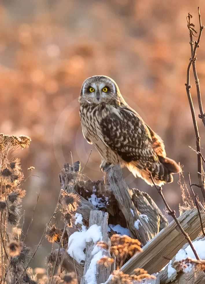 Short-eared Owl