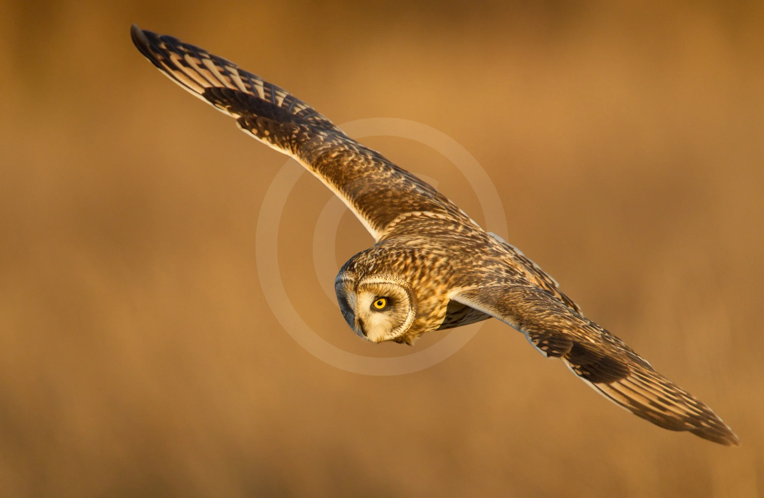 Short-eared Owl