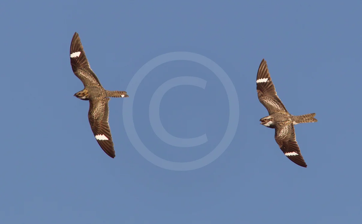 Common Nighthawk
