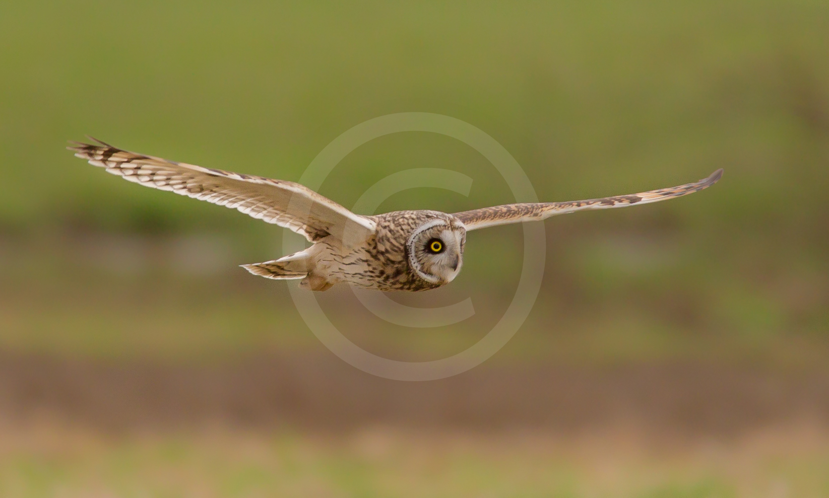 Short-eared Owl