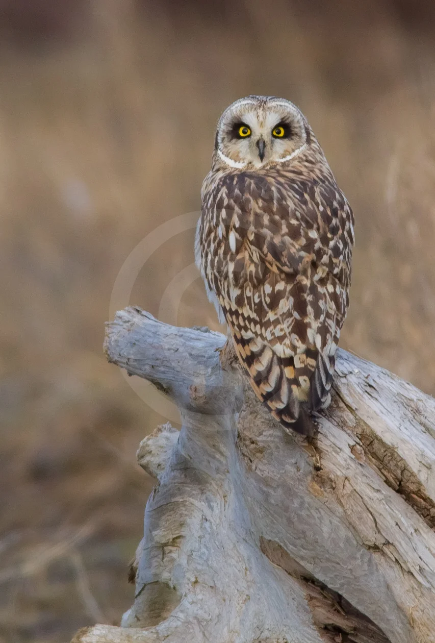 Short-eared Owl