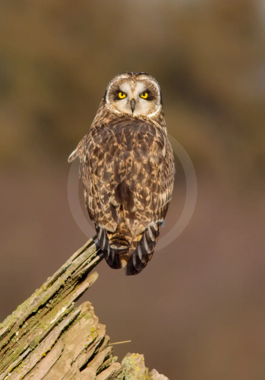 Short-eared Owl