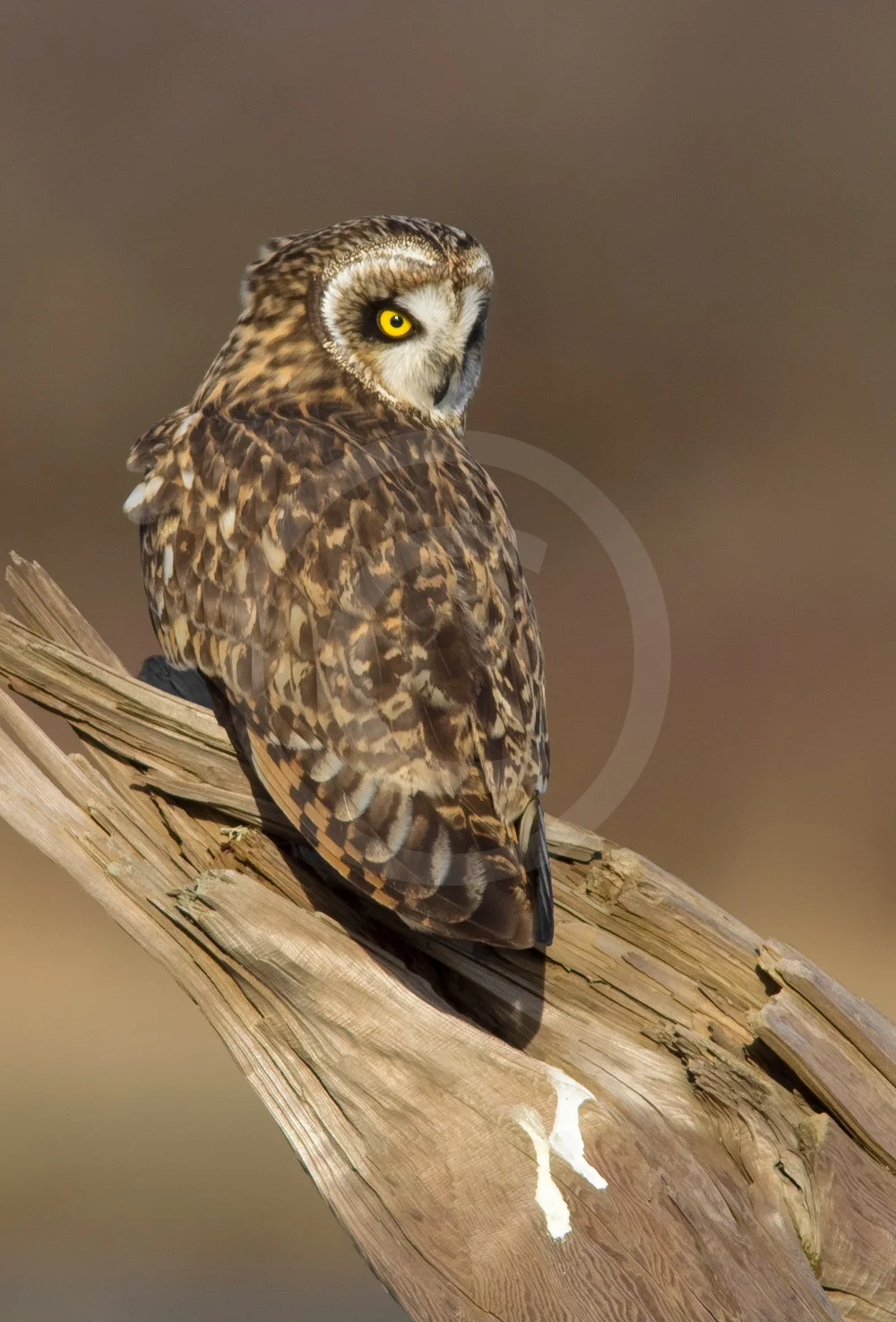 Short-eared Owl
