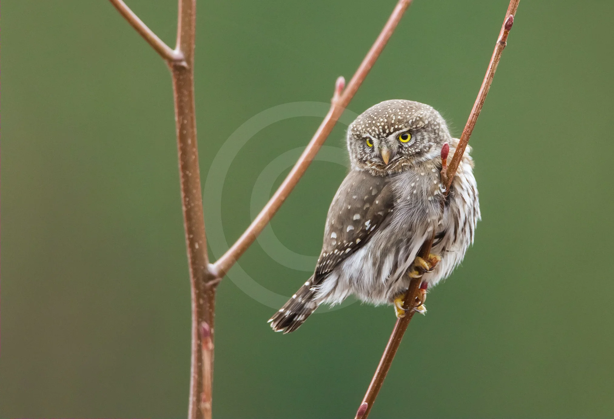 Northern Pygmy Owl
