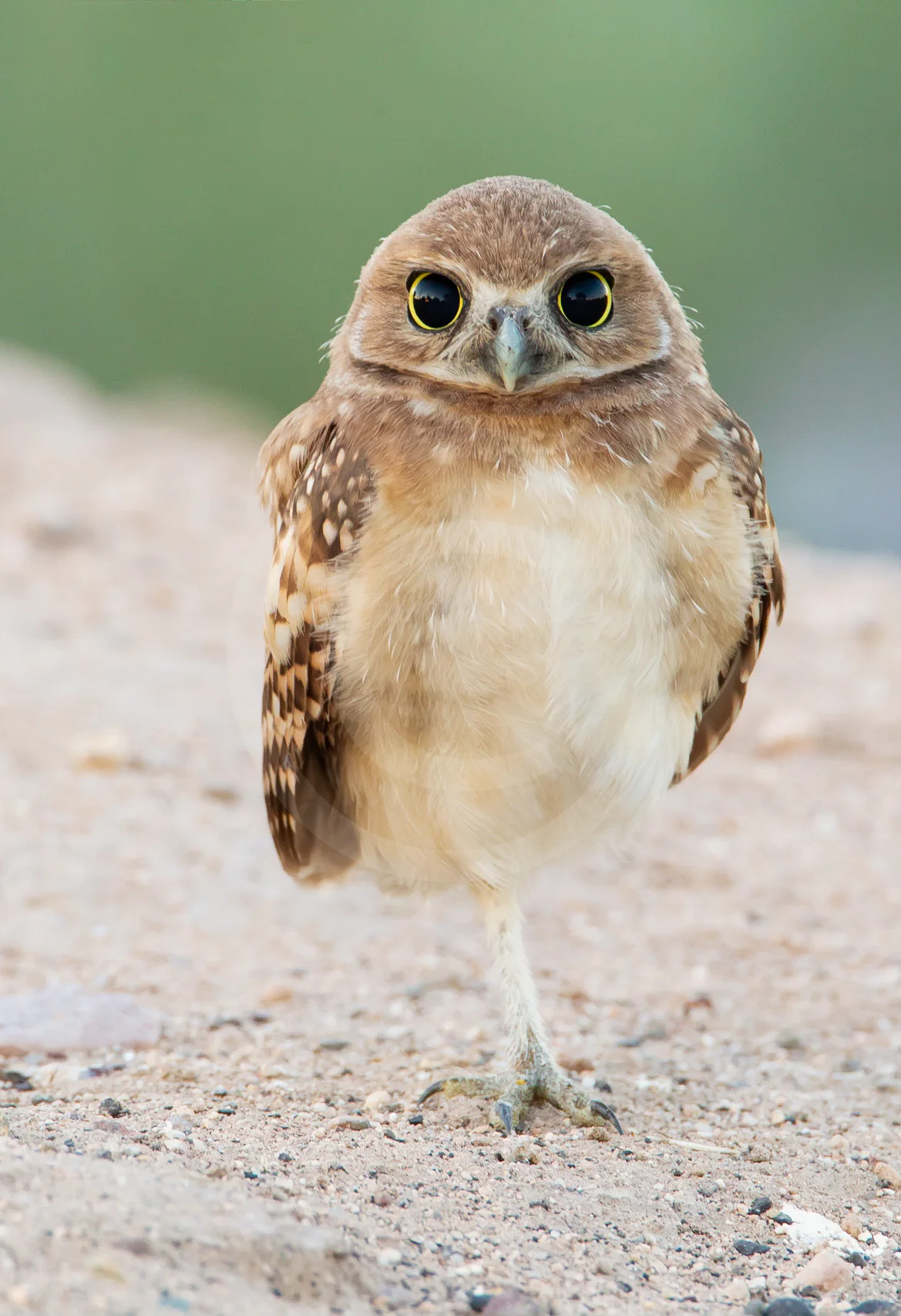 Burrowing Owl