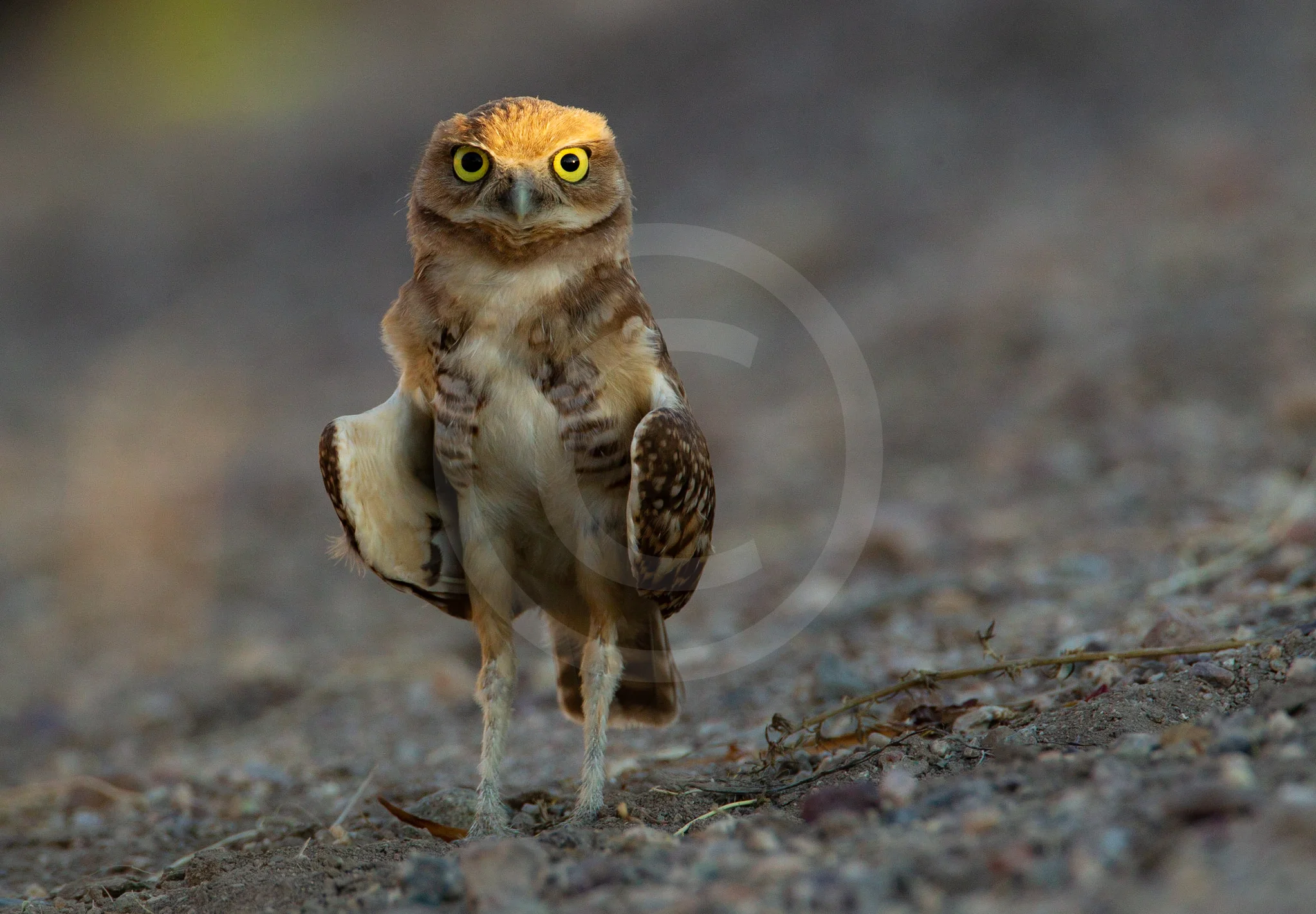 Burrowing Owl