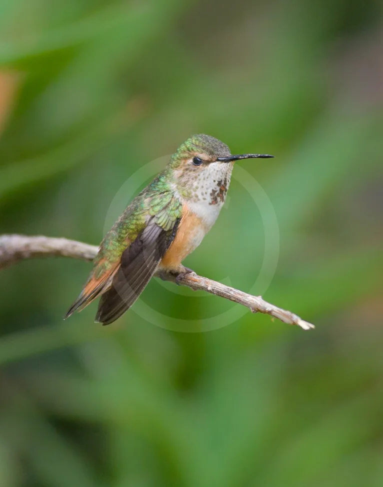 Allen's Hummingbird