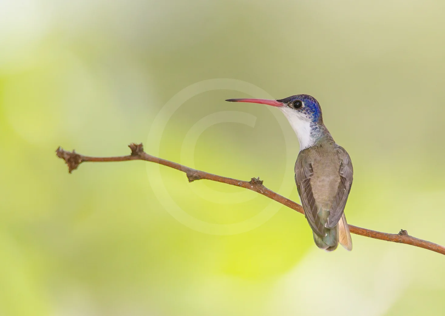Violet-crowned Hummingbird