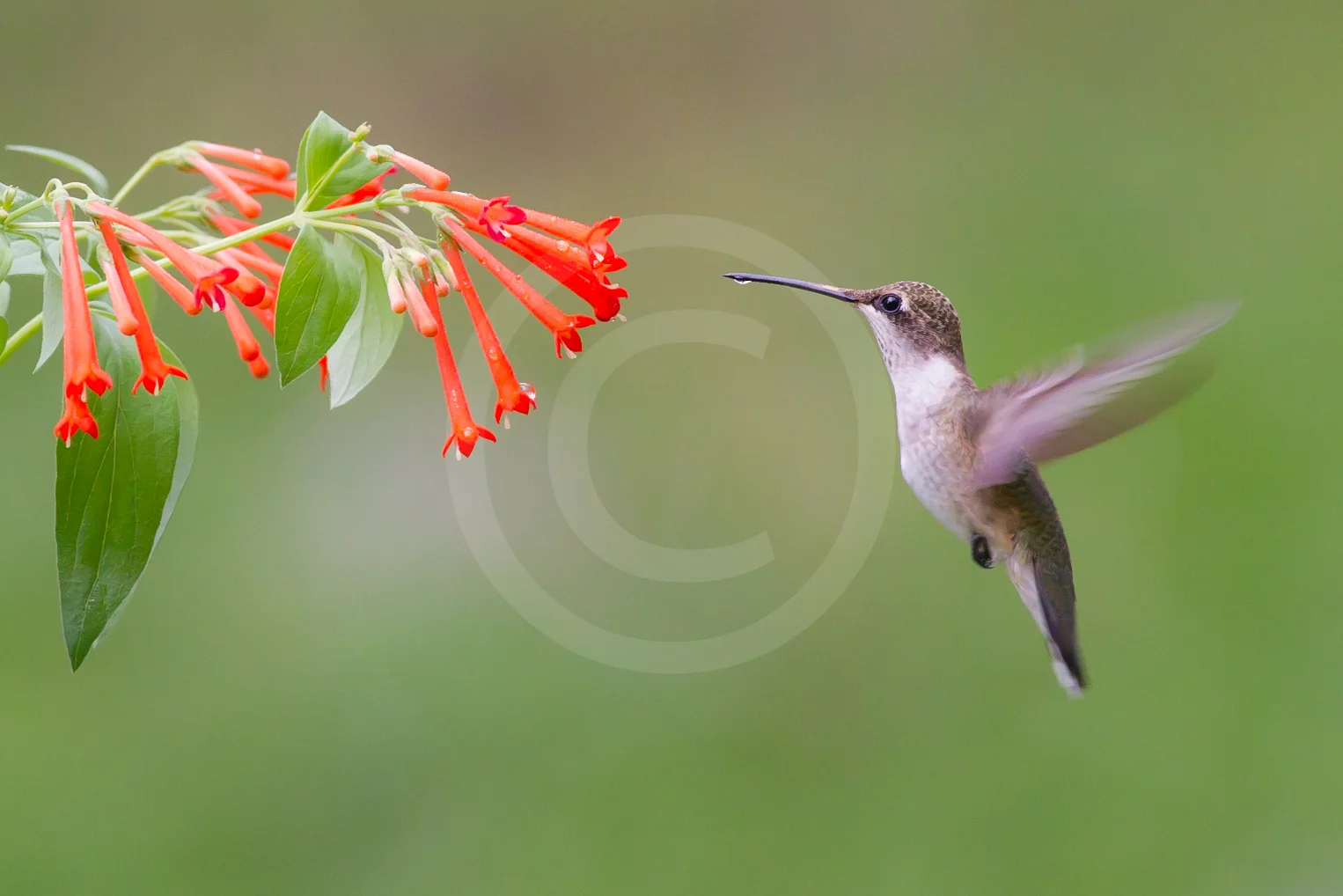 Black-chinned Hummingbird