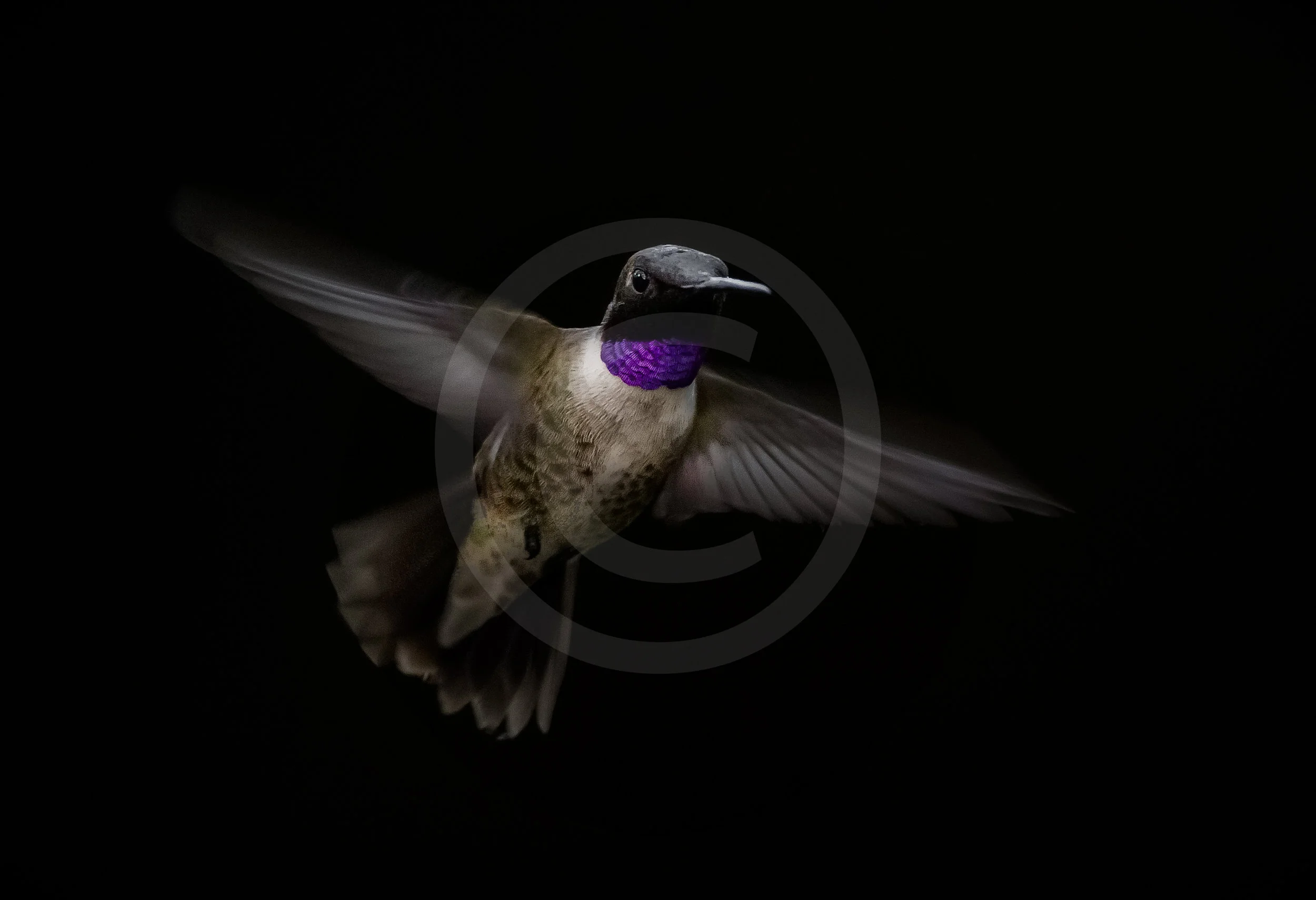 Black-chinned Hummingbird