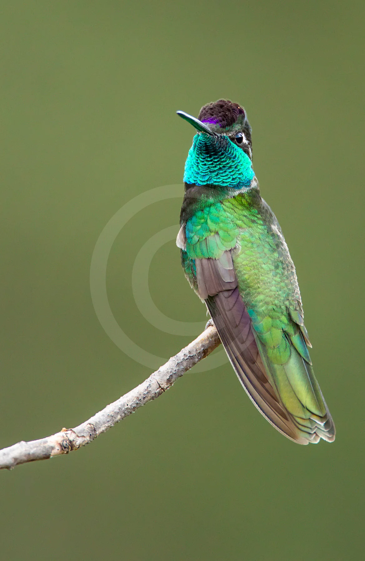 Rivoli's Hummingbird