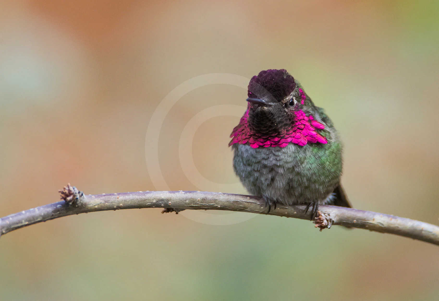 Anna's Hummingbird