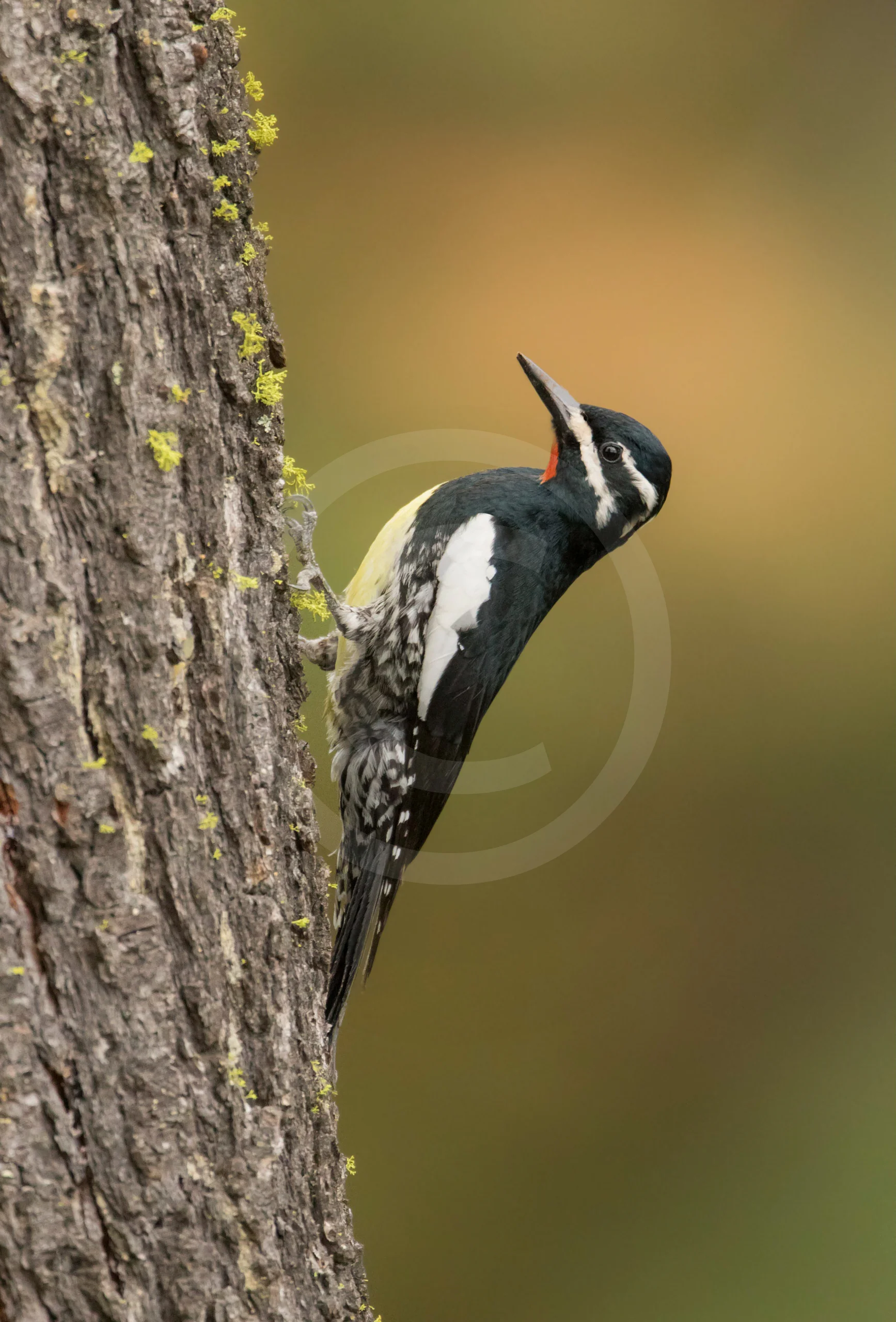 Williamson's Sapsucker