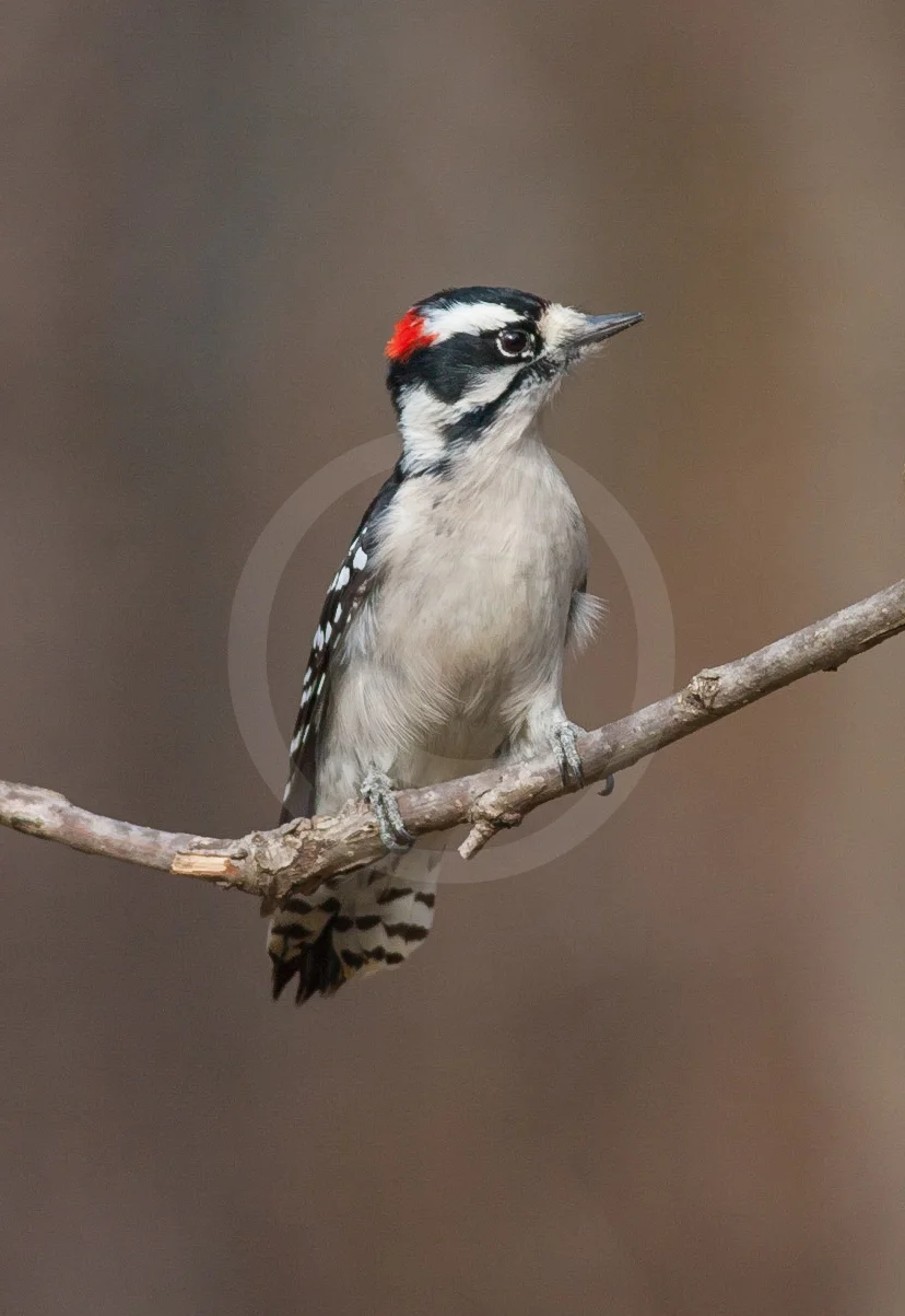 Downy Woodpecker